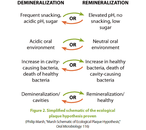 demineralization vs reminerlization dental image